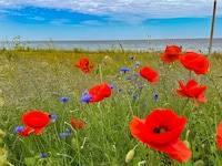 14 persoons vakantie huis in Sjællands Odde