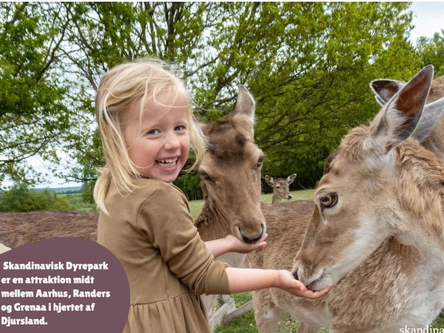 5 Personen Ferienpark haus in Aabenraa, Southeast Jutland and Als