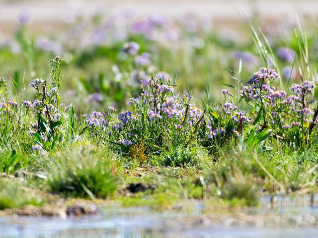 4 person holiday home in Fanø-By Traum, Fanø