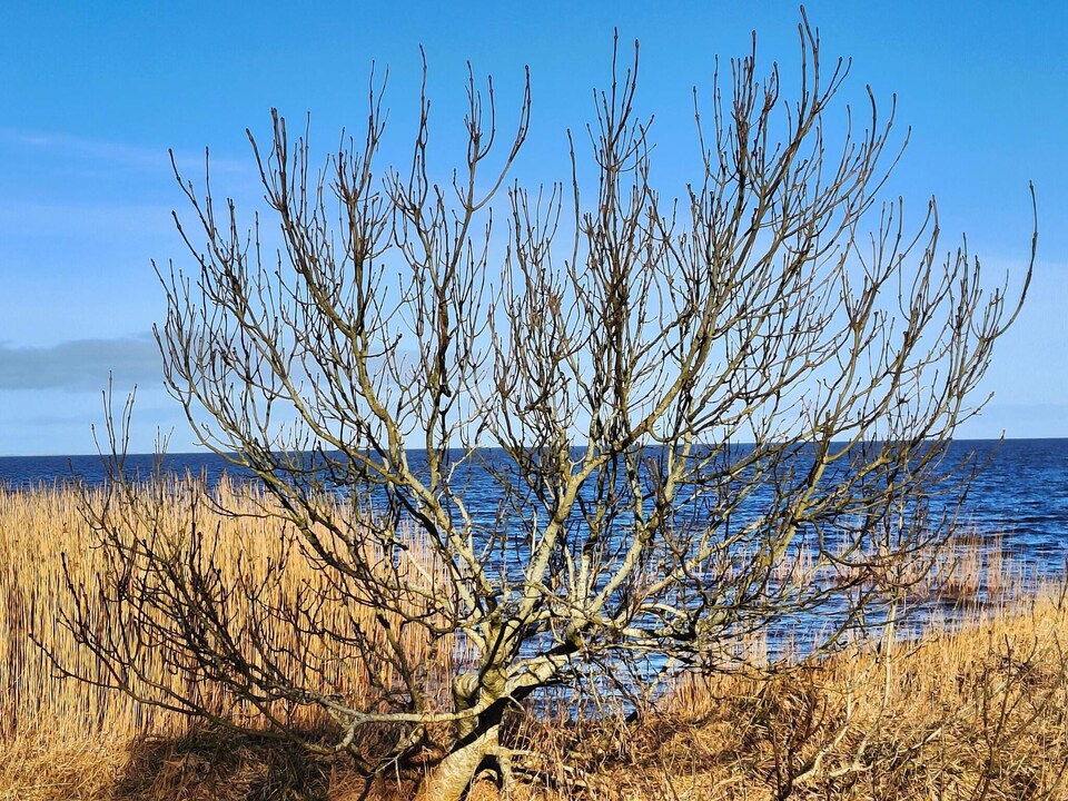 6 person holiday home in Hemmet, Ringkøbing Fjord