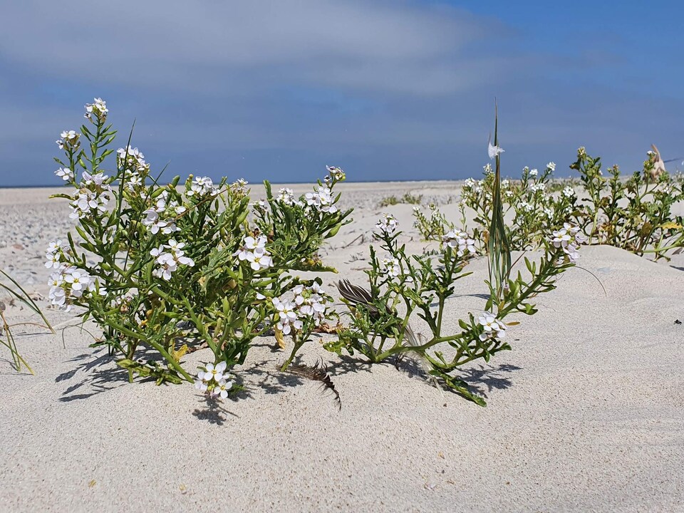 Family-friendly Haven with Pool - By Traum Ferienwohnungen, Southern West Coast