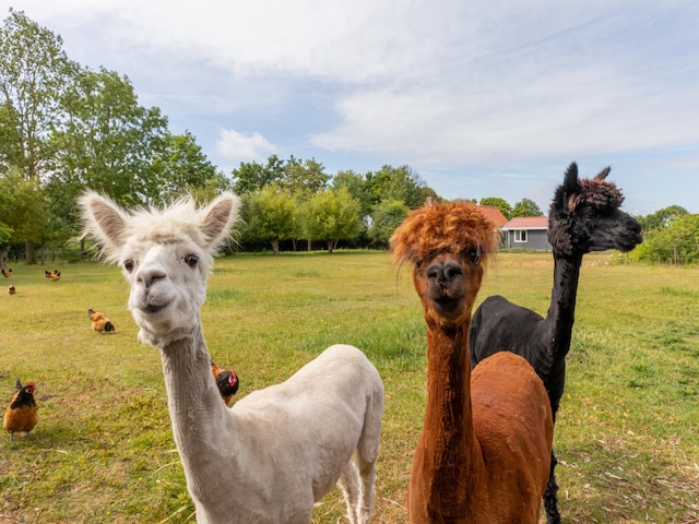Vakantiehuis Koudekerke bij Strand, Koudekerke