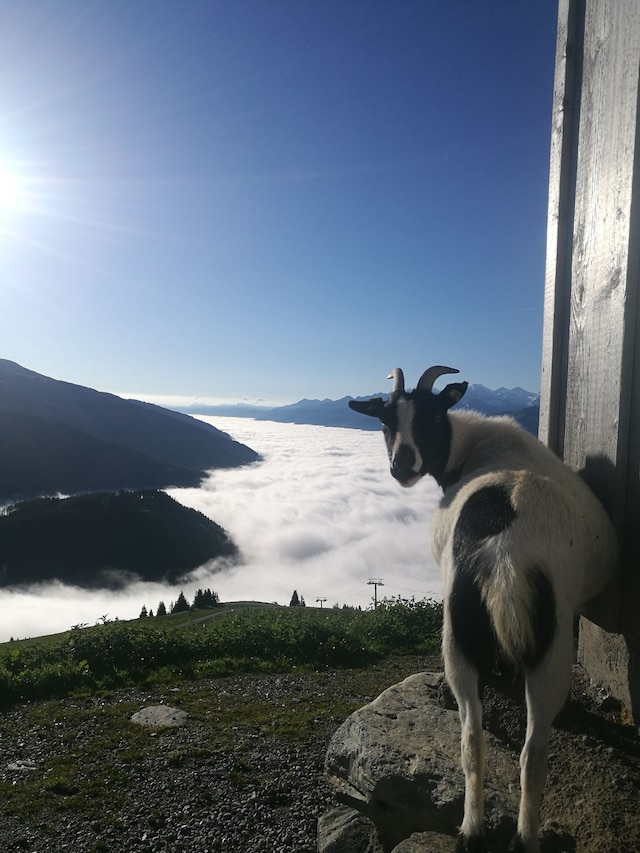 Hütte in Brixental am Skilift, Jochberg