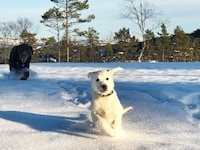 15 person holiday home in Treungen