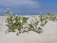 8 persoons vakantie huis in Nørre Nebel-By Traum