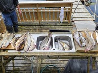 4 sterren vakantie huis in Naustbukta