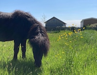 Cottage in Friesland con Fattoria