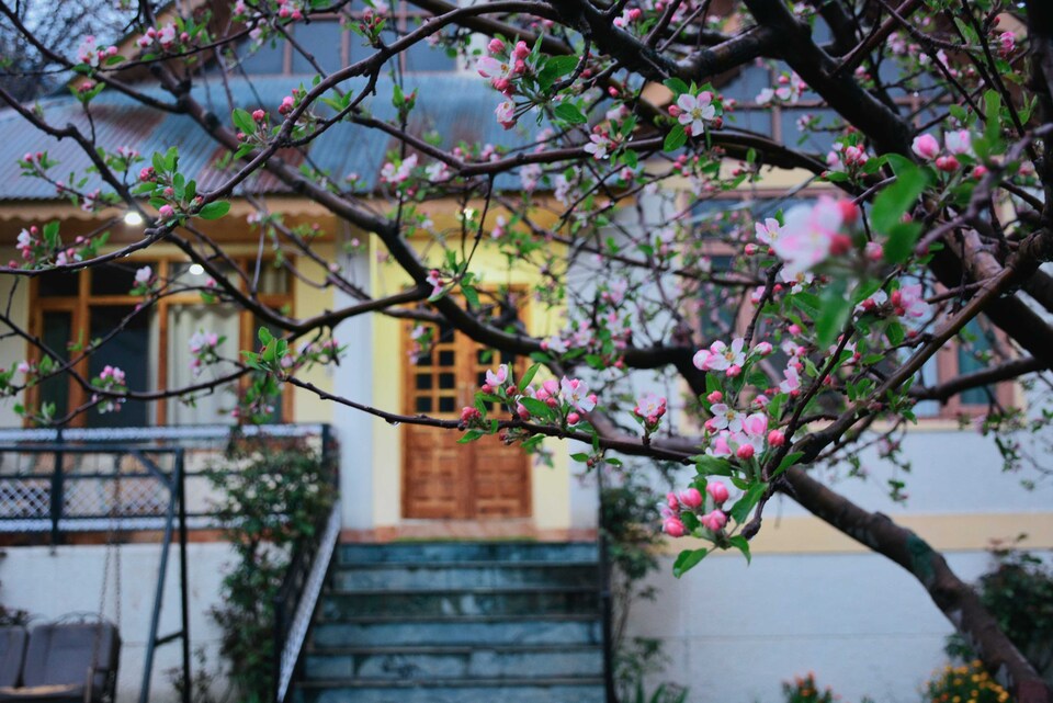 OYO Home 84804 Hawk Hill, NH21 Cluster, Manali