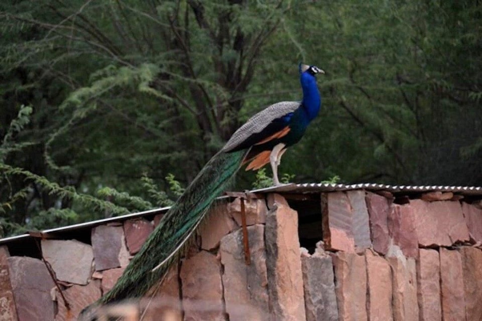 OYO Home Bishnoi Village Homestay, Jodhpur North, Jodhpur