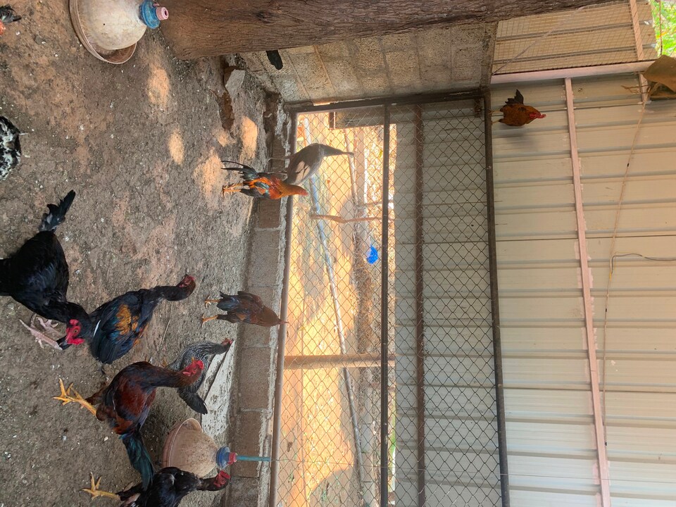 OYO HOME 89509 Savi Farm Home Satay, Doddaballapura-Bangalore, Doddaballapura