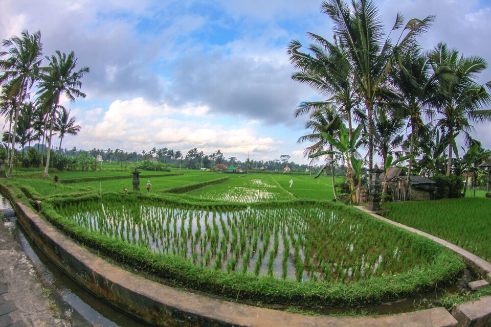 Belvilla Moksha Ceking Rice TerraceNearUbud Jungle Swing, Gianyar, Bali