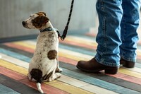 Motel 6 Reno, NV - Livestock