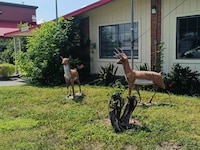 Pen Ann by Capital O Pharr/McAllen TX