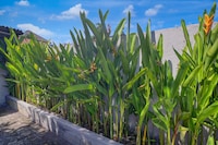 Collection O near Sanur Beach formerly Sutji Living