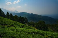 OYO Lime Light Resort