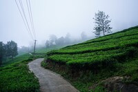 OYO Lime Light Resort