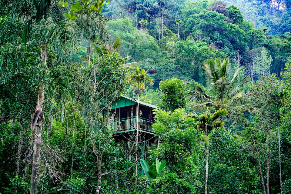 OYO Home 24239 Exotic Tree House, Anachal, Munnar