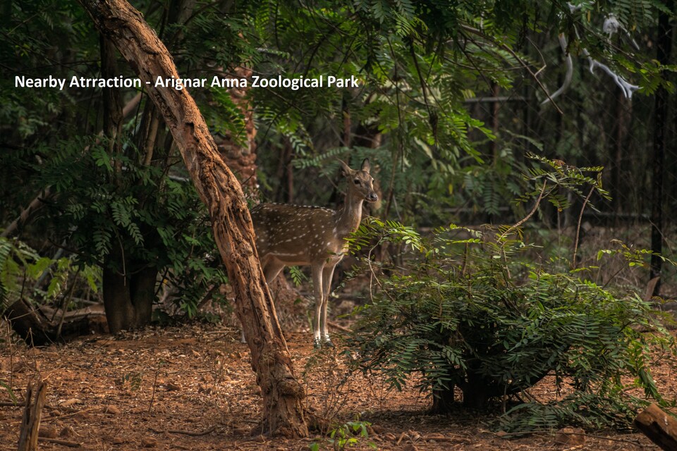 OYO 29425 Residency Inn, GST Chennai, Chennai