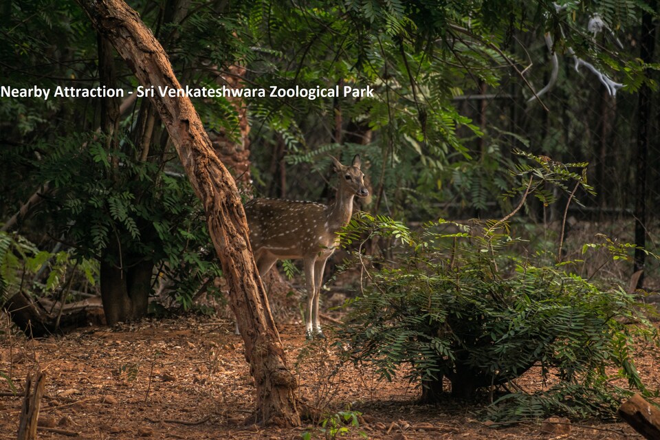 OYO 36311 Hotel Sweet Dream, C Scheme Jaipur, Jaipur