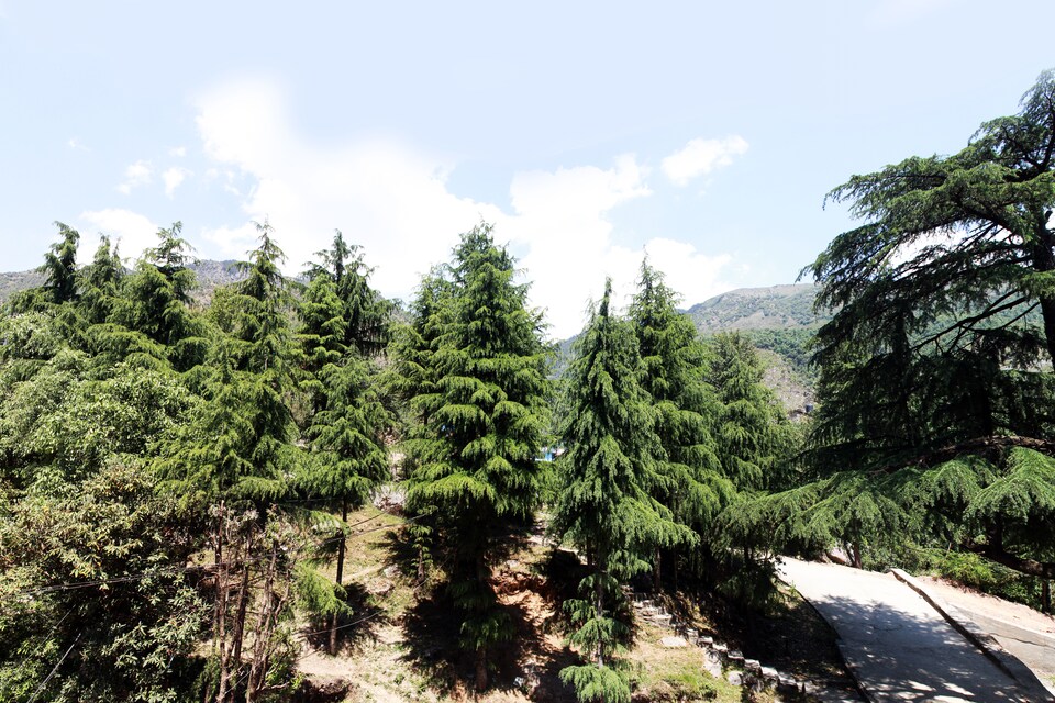OYO 4142 Sky Heaven Resort, McLeod Ganj, Mcleod-Ganj